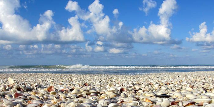 Shells on the beach as the waves crash. 