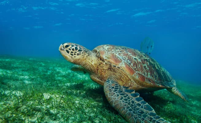 enormous sea turtle in gulf