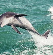 dolphin breaching boat wake