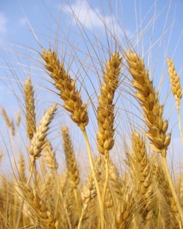 close up wheat growing