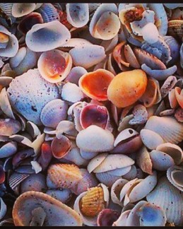shell collection sanibel