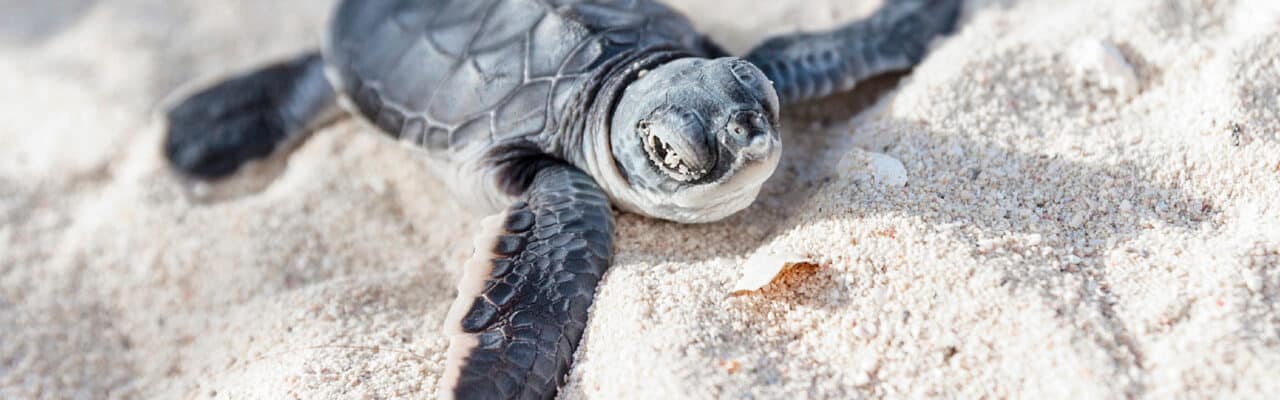 baby sea turtle sanibel island