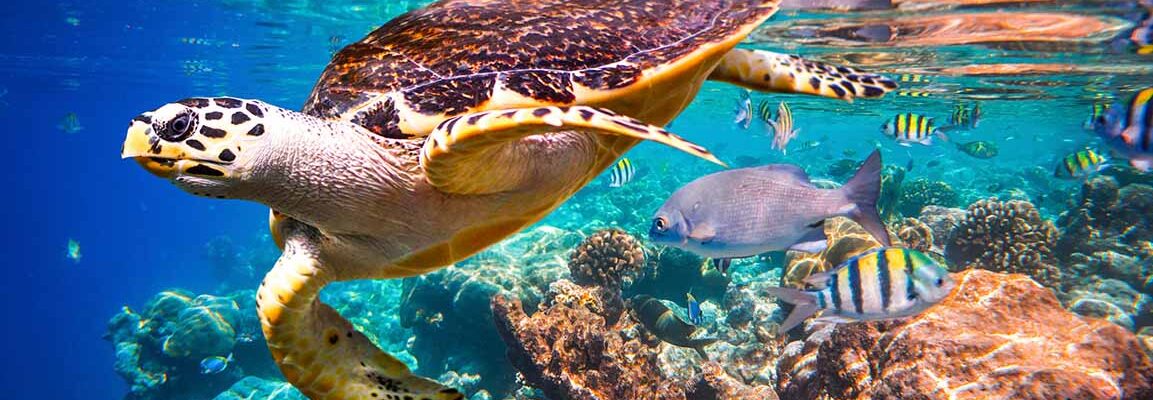 colorful reef sea turtle swimming