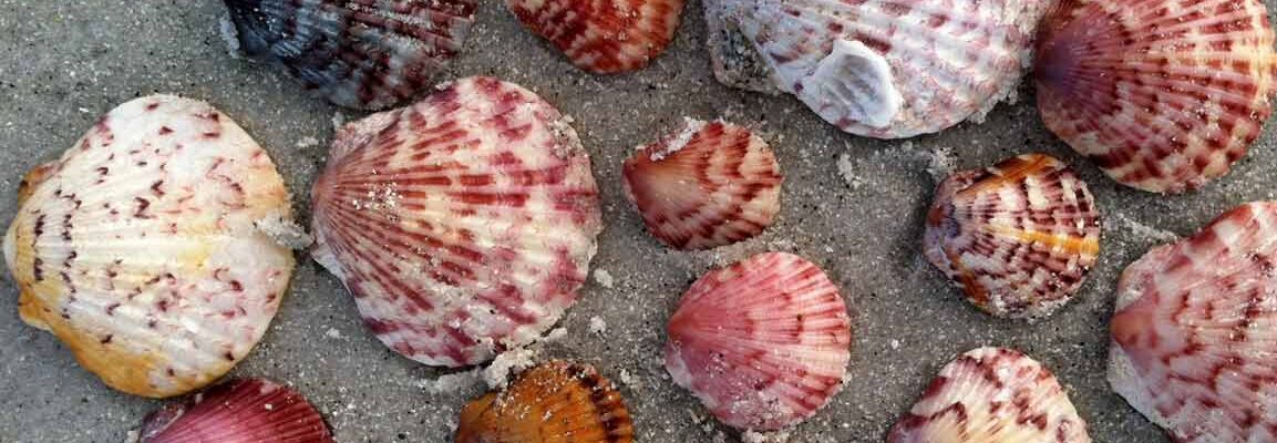 assorted scallops on beach pink tones sanibel island shells