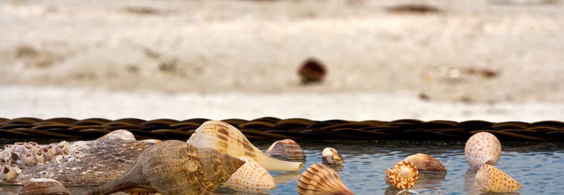 sanibel island shells whelks, conchs, cones