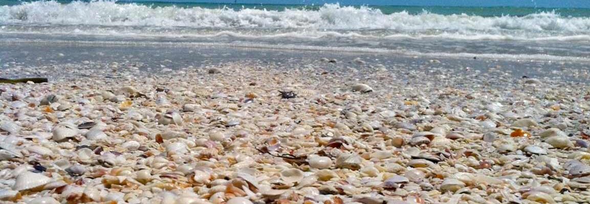 Celebrate National Shell Day at Sundial shell covered beach