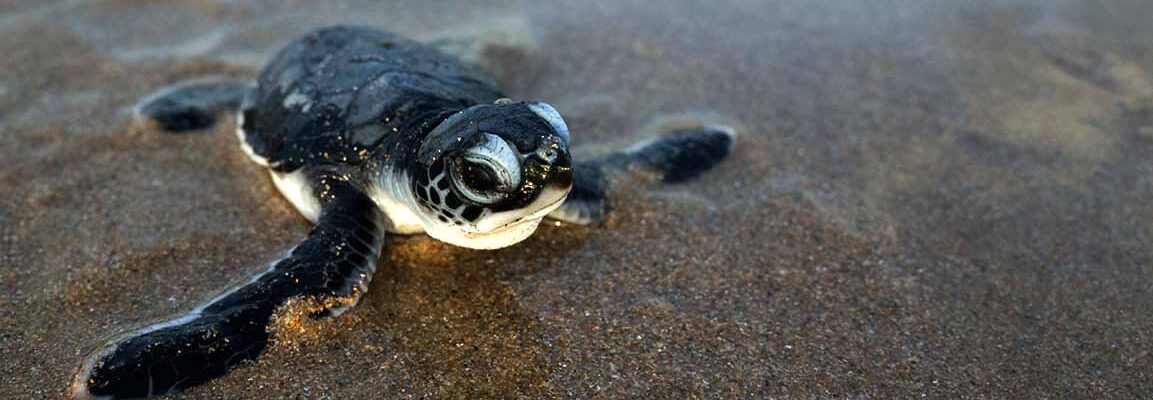 sea turtle hatchling on sand Sea Turtle Nesting Season Begins on Sanibel Island!