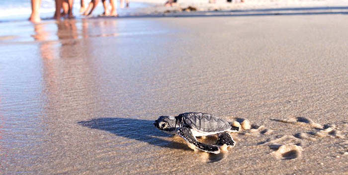 Sea turtle on the beach.