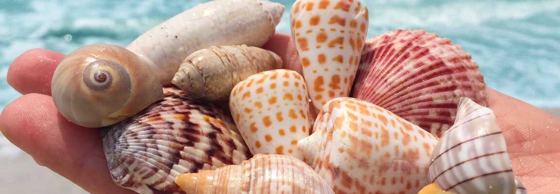 handful of sanibel shells alphabet cone, scallop, moon snail, tulip