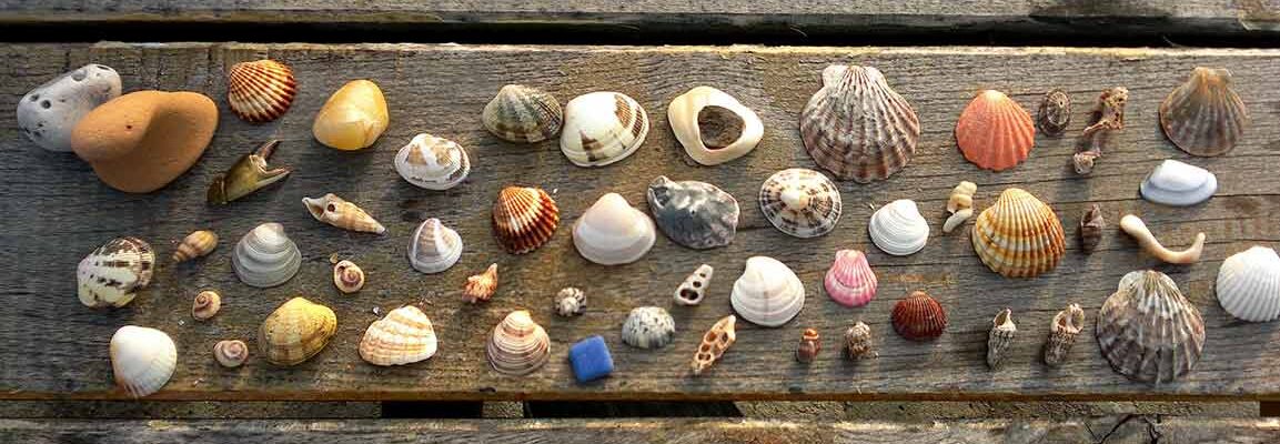 Seashells on display on a plank shelling sanibel