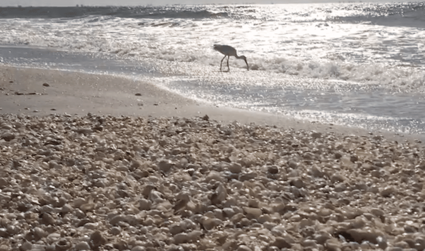 A Shell Walk with Johnny Rader – Sanibel Sea School at Sundial ...