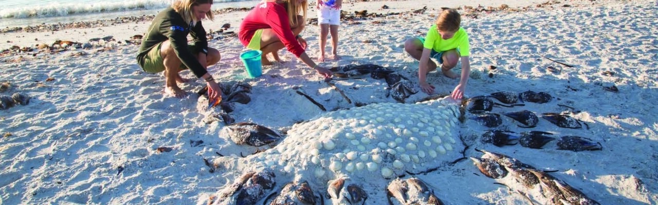 sand castles sanibel island shell sand art crab