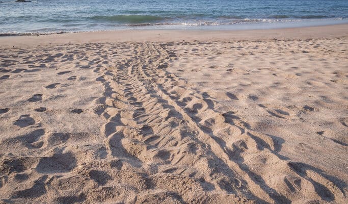 Sea Turtle Tracks in the Sand sanibel island 2017