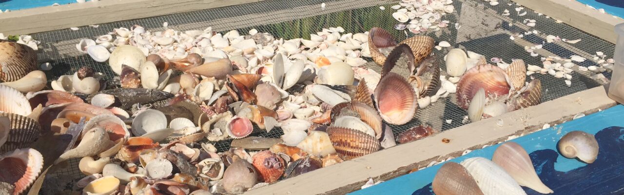 sundial resort sanibel shelling cleaning and identification station