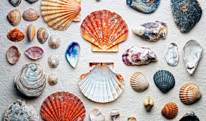 Seashells arranged on paper
