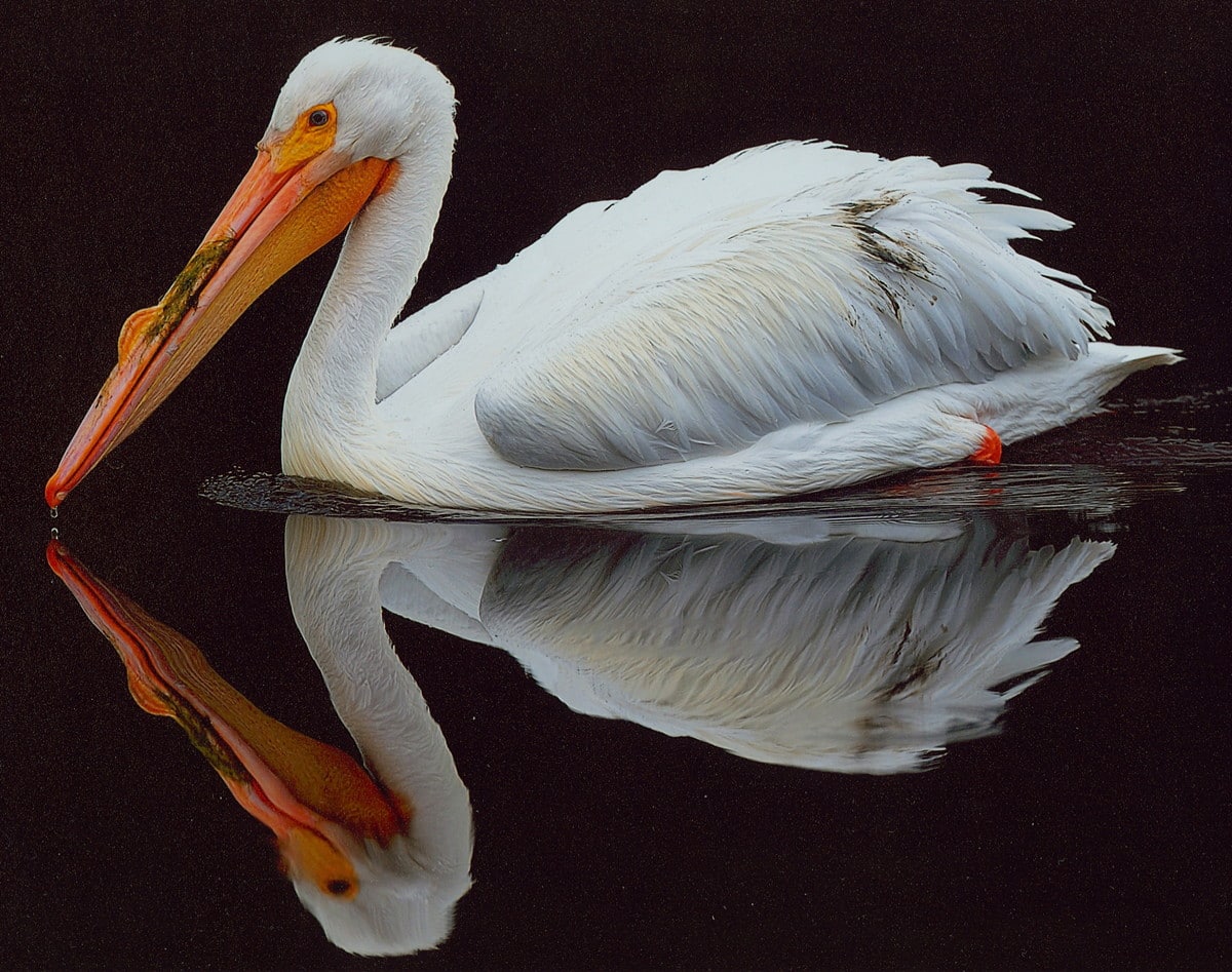 waynekliewer-white-pelican