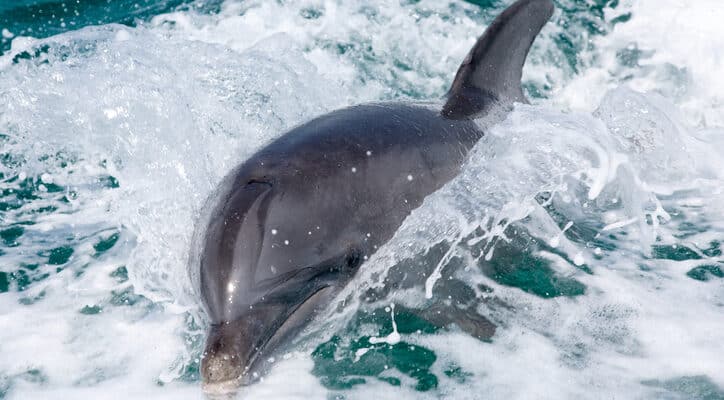 Dolphin in boat wake sanibel island dolphin watching