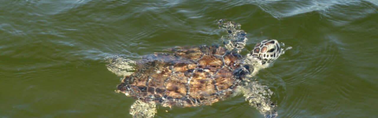 green sea turtle swimming in gulf of mexico sanibel island