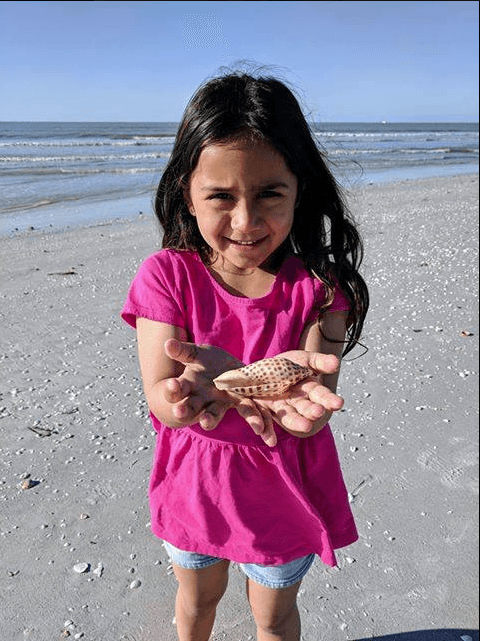 junonia shell found sanibel island sundial resort