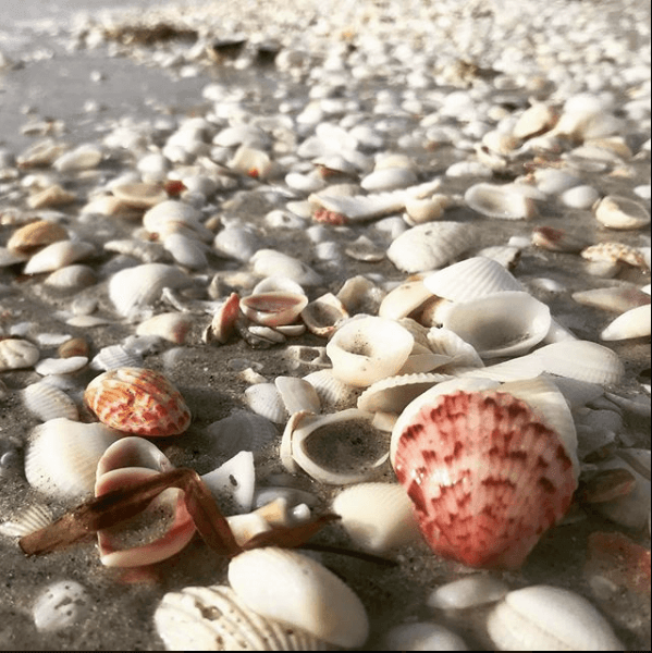 shells on the beach sanibel island
