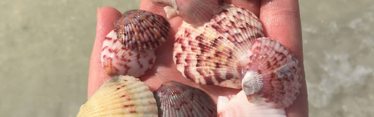 assorted scallop shells