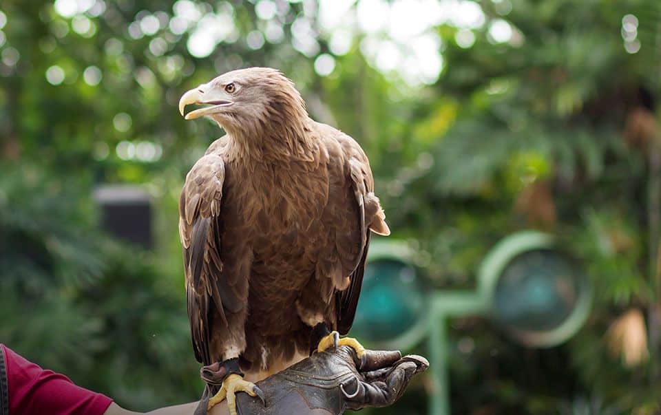 attraction-conserv-cent-clinic