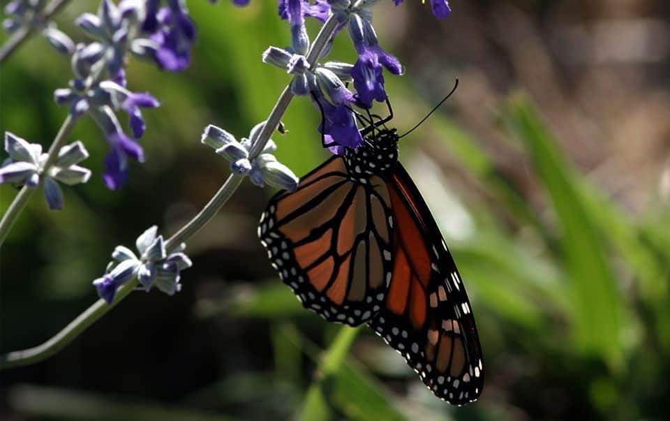 attraction-conserv-cent