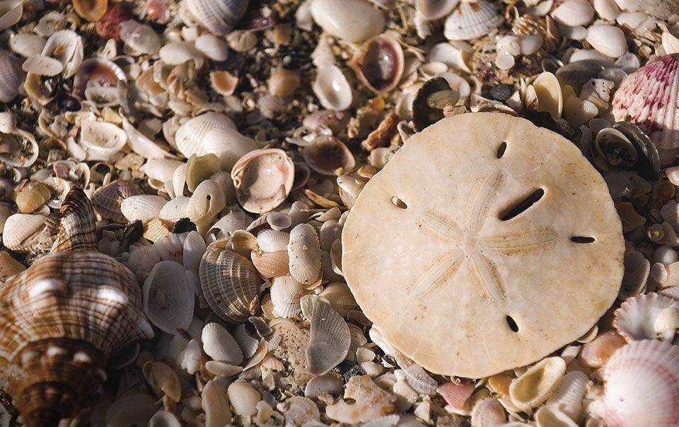 Shell Crafts: Gift a Piece of Sanibel this Holiday - Sundial Beach Resort &  Spa - Sanibel Island, Florida : Sundial Beach Resort & Spa – Sanibel  Island, Florida