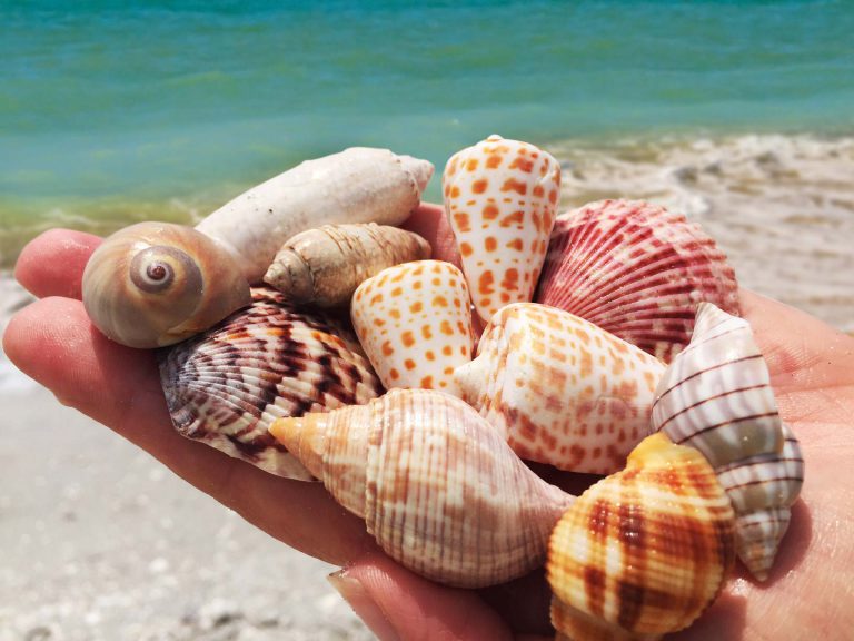 sanibel shells alphabet cone moon turban shelling
