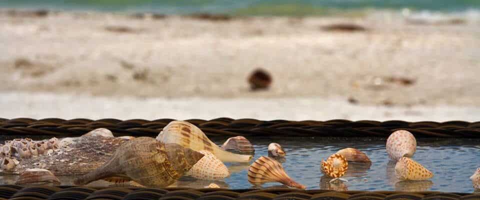shells collected sundial resort sanibel island