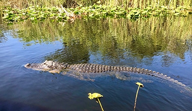 alligator sanibel island wildlife v2