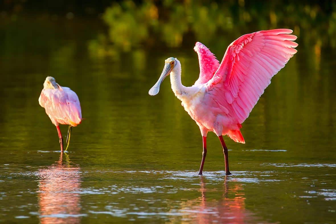 roseate spoonbill ding darling wildlife sanibel birds