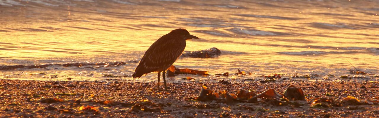 Young Black-crowned Night-Heron on beach at sunrise sanibel birds