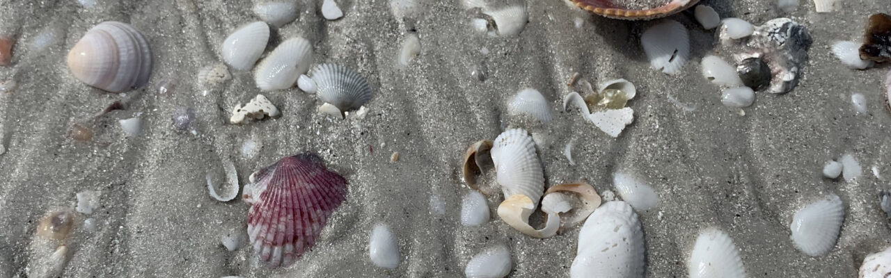 sanibel shells on the beach