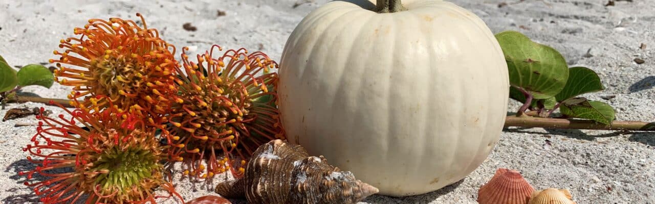 beach pumpkin fall decor sanibel sundial