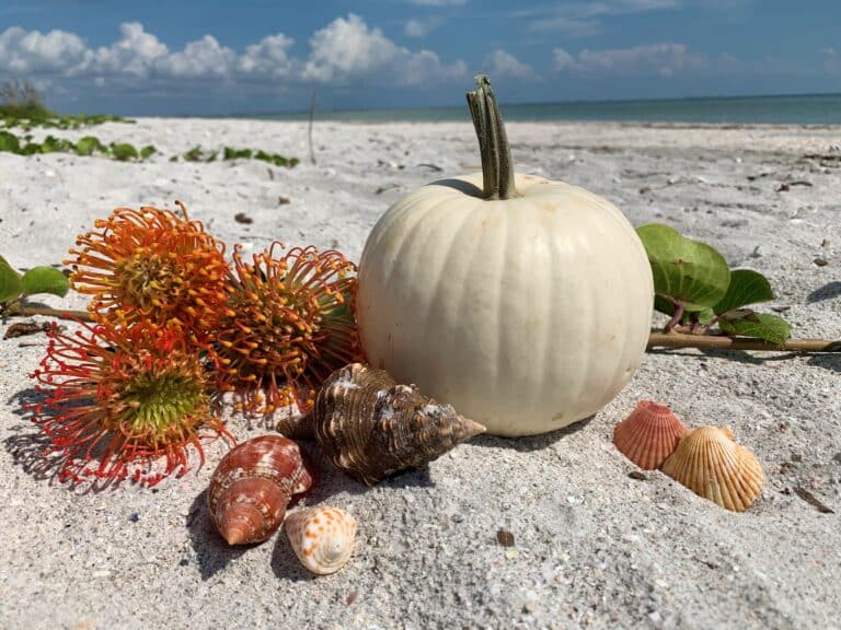 beach pumpkin fall decor sanibel sundial