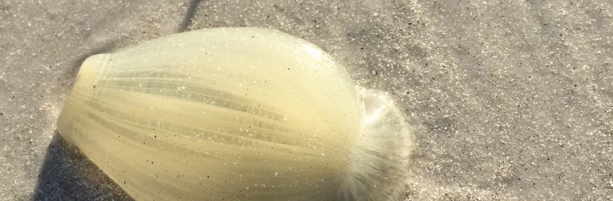 sanibel onion anemone on the beach