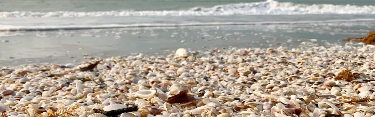sundial zoom background shells on beach sanibel island