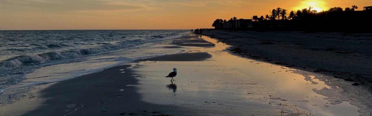 bird on beach at sunset sanibel island sundial resort