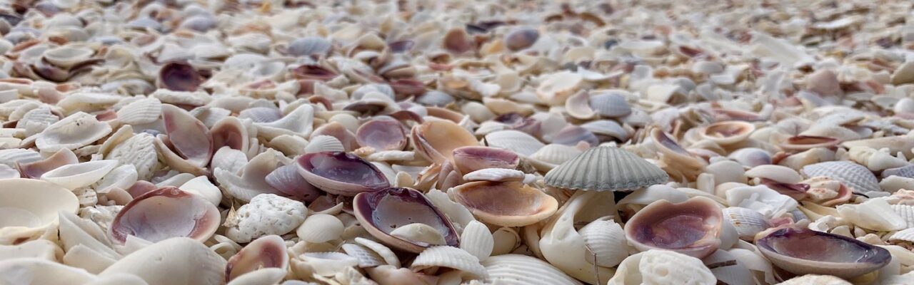 shells on sanibel island sundial resort beach