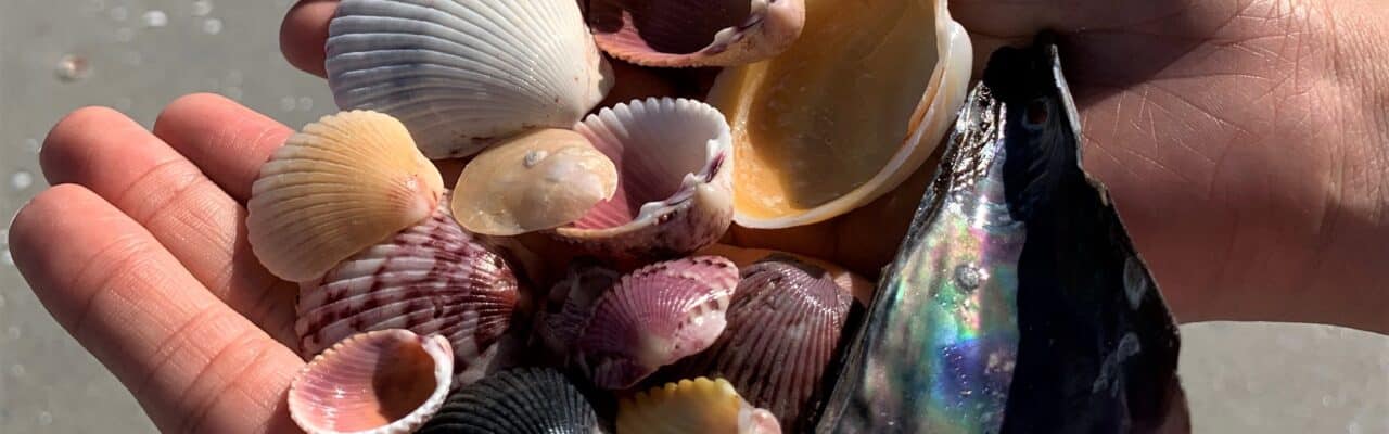 shells found on sanibel island hand full