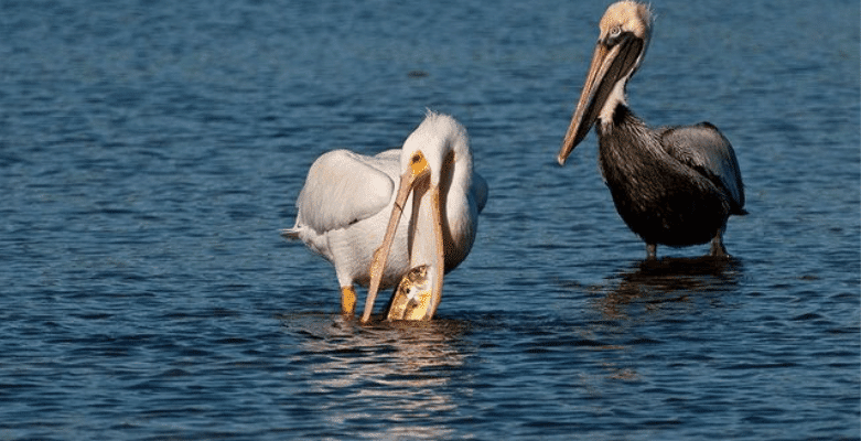 brown pelican white pelican sanibel island Kent Jager, @dingdarlingwildlifesociety