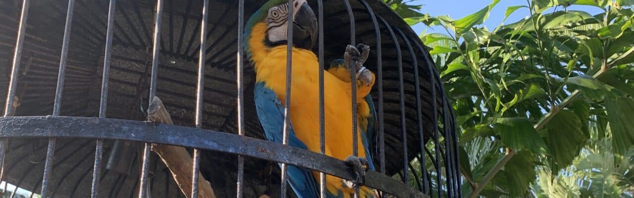 sanibel jerrys parrots GW macaw