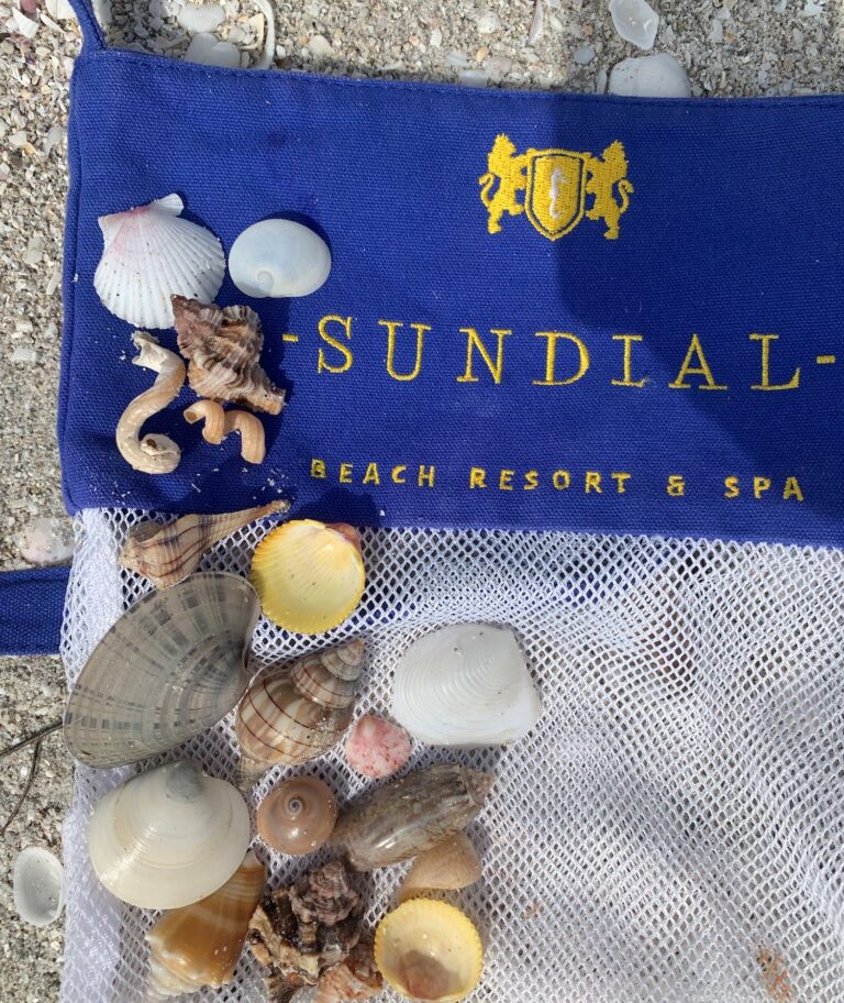 sundial shell back sanibel island shelling