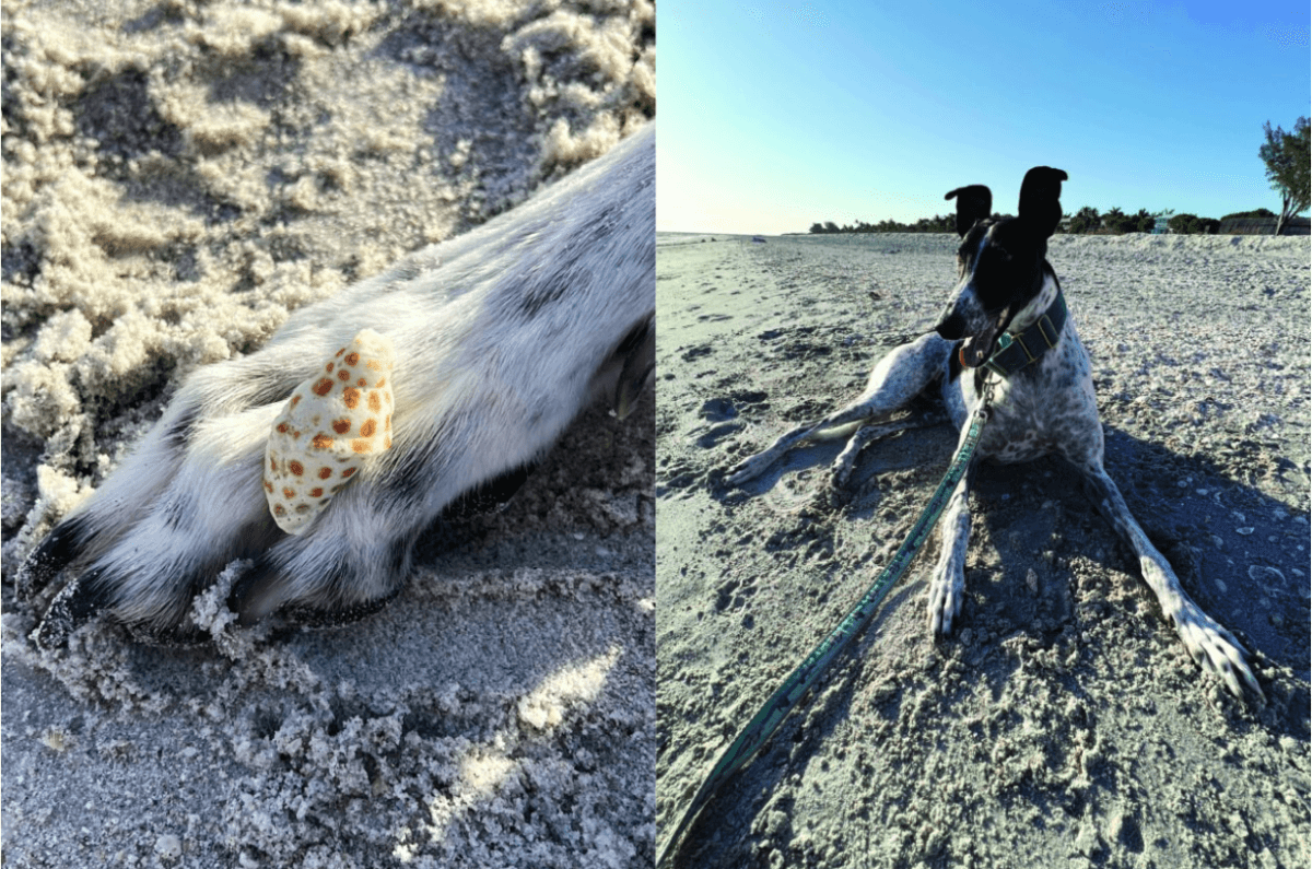 rescue dog finds rare shell sanibel island