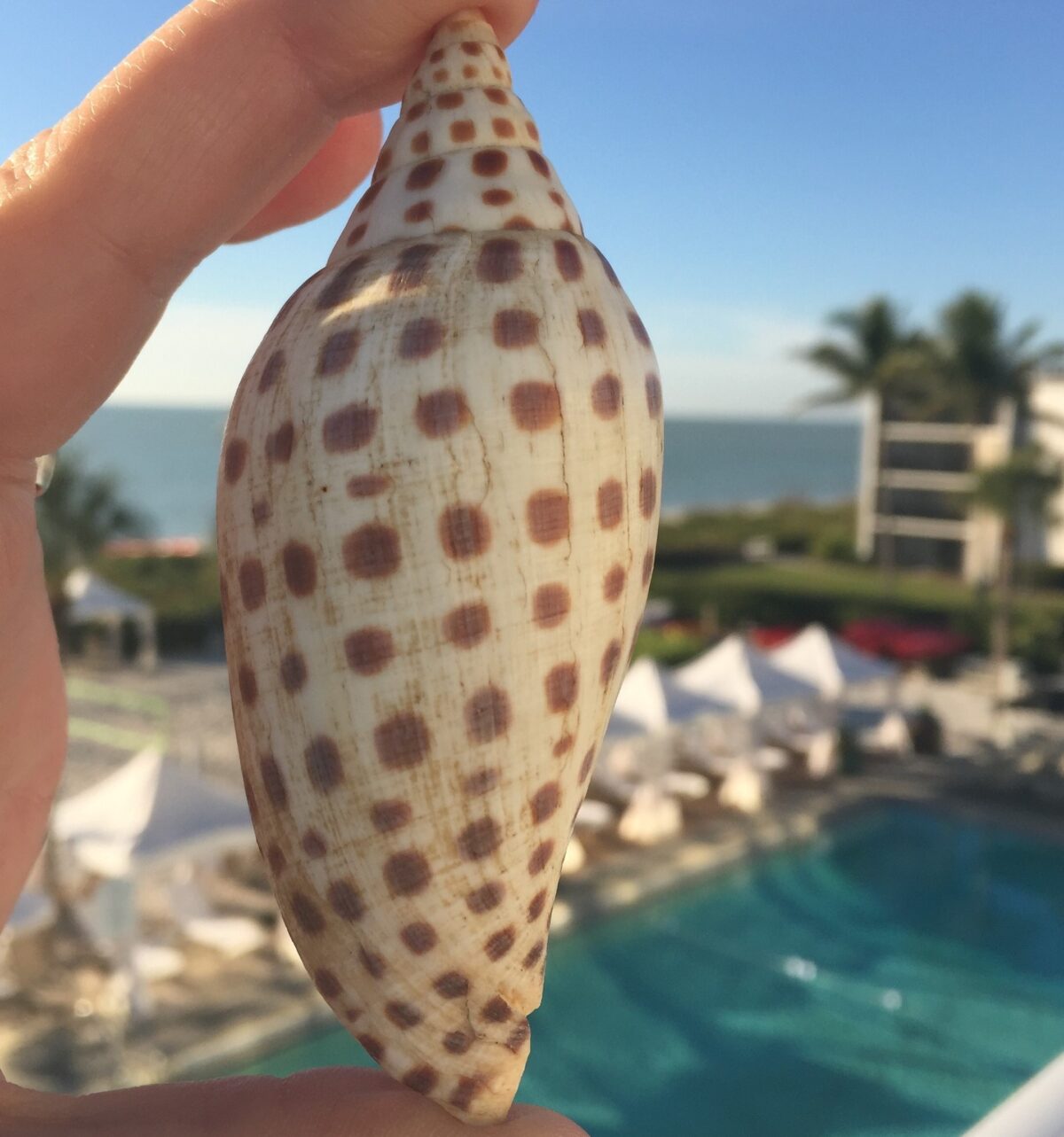 large junonia shell at sundial pool in back sanibel island shelling