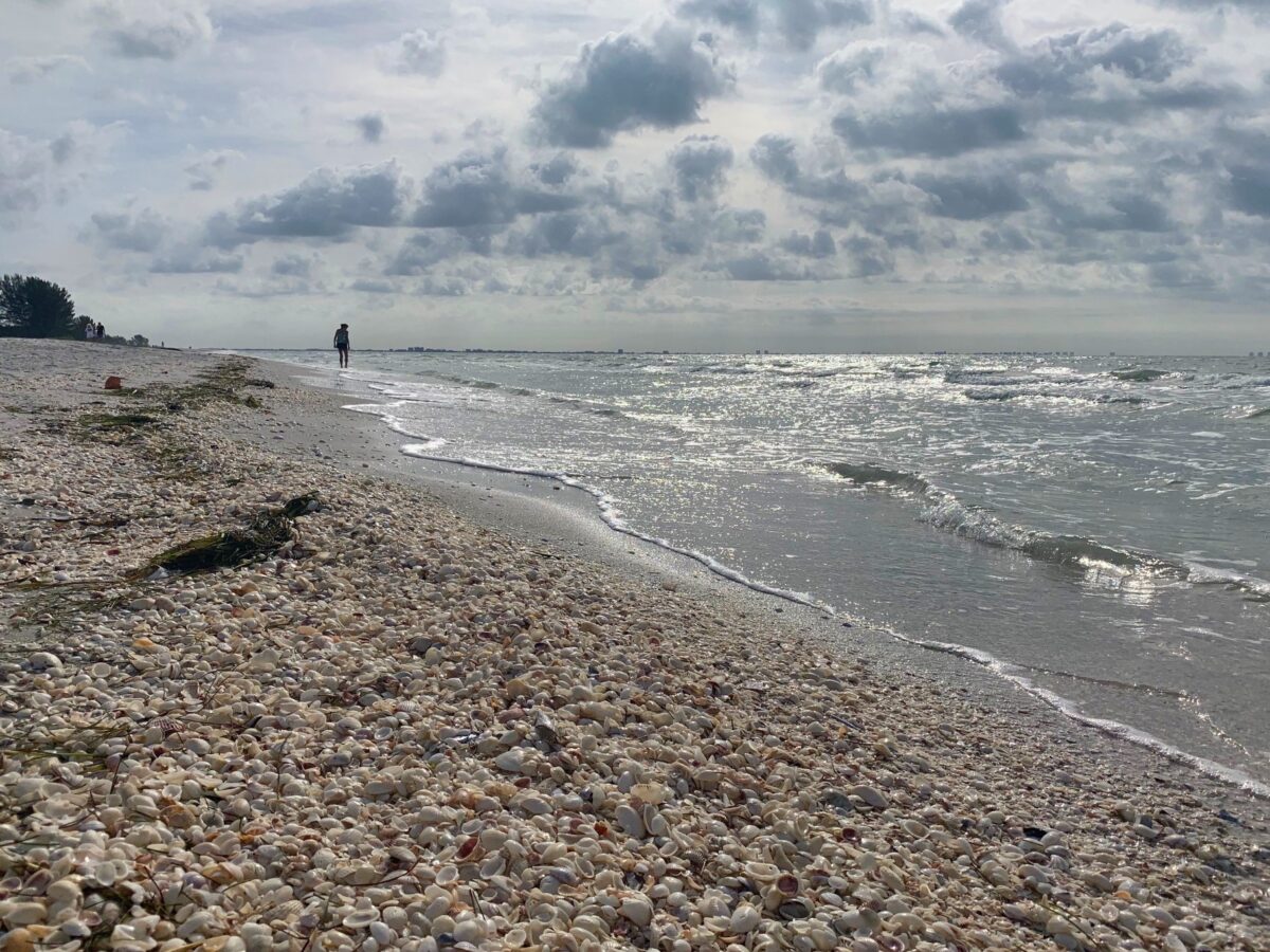sundial beach covered in shells sanibel island