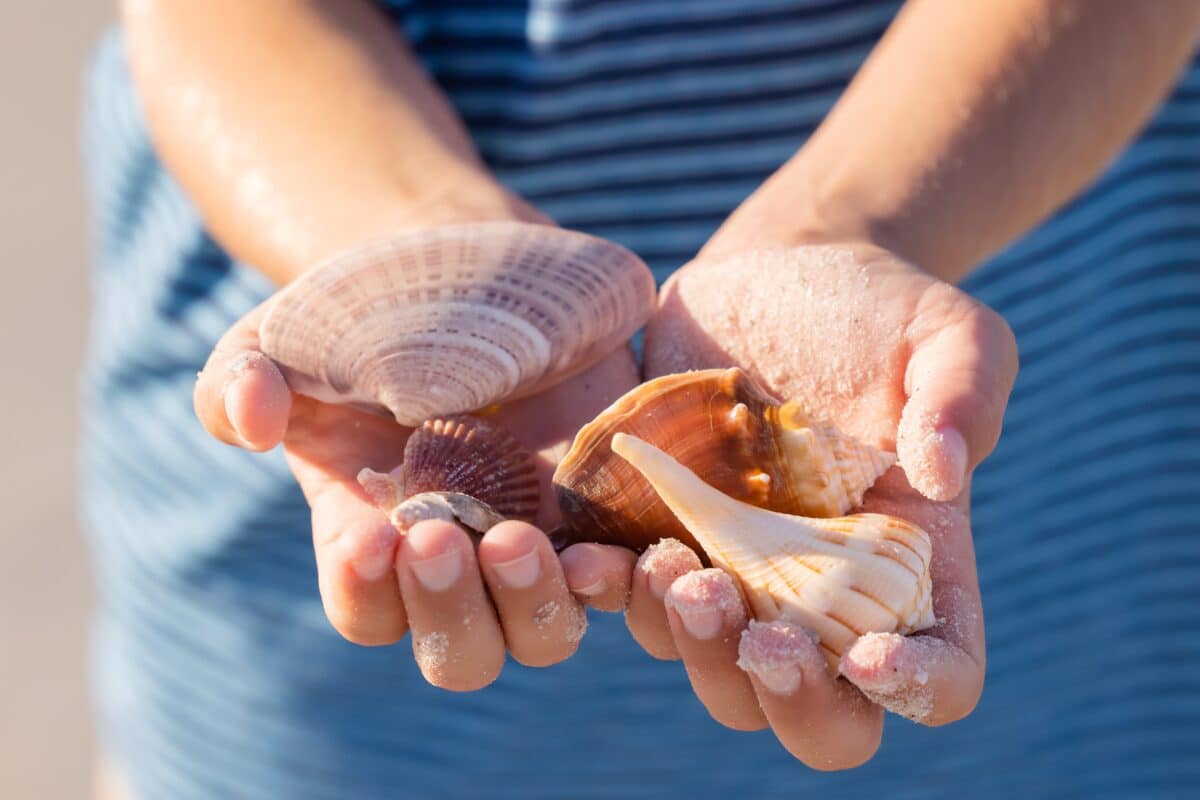 hand holding found sanibel shells from bailey matthews shell museum