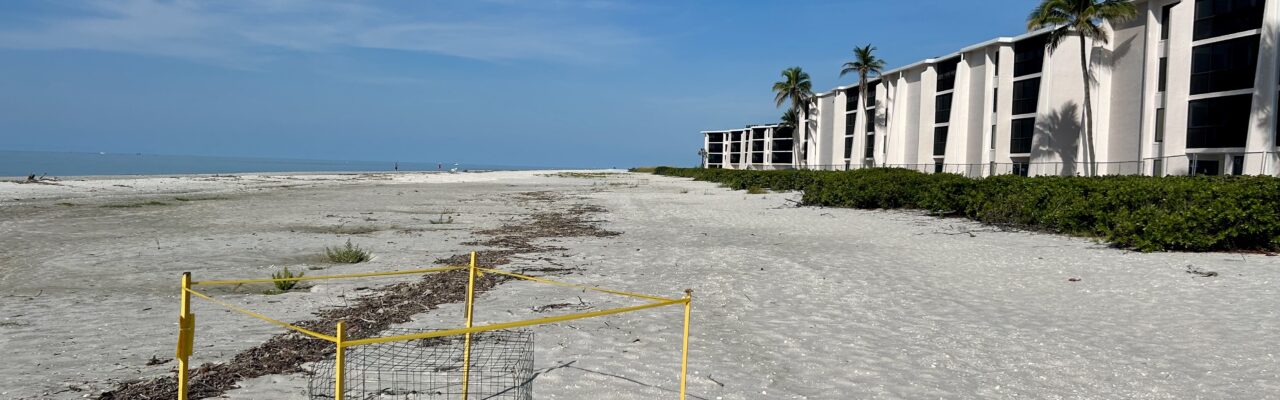 2025 sea turtle nesting on sanibel island sundial nest view from the east