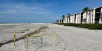 2025 sea turtle nesting on sanibel island sundial nest view from the east